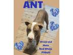 Adopt Ant a Tan/Yellow/Fawn Pit Bull Terrier / Mixed dog in Locust Grove