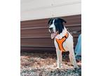Adopt Jack a Black - with White Mixed Breed (Medium) / Mixed dog in