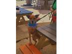 Adopt Juju a Red/Golden/Orange/Chestnut Carolina Dog / Shepherd (Unknown Type) /