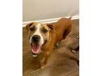 Adopt Ruth a Tan/Yellow/Fawn - with White Boxer / Hound (Unknown Type) / Mixed