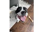 Adopt Betty a Black - with White Pit Bull Terrier / Mixed dog in Chula Vista