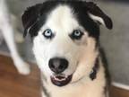 Adopt Effy a Black - with White Husky / Mixed dog in Webster, MN (40900626)
