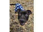 Adopt Hati a Brown/Chocolate American Pit Bull Terrier dog in mishawaka