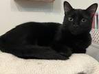 Adopt Bagel a All Black Domestic Shorthair / Mixed cat in McPherson