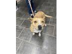 Adopt Marie a Tan/Yellow/Fawn - with White American Pit Bull Terrier / Mixed dog