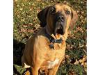 Adopt Tonka a Tan/Yellow/Fawn - with Black Mastiff / Bloodhound dog in La