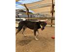 Adopt Gary a Black - with Tan, Yellow or Fawn German Shepherd Dog dog in