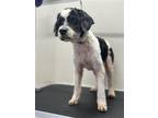 Adopt Jack a Black - with White Poodle (Miniature) / Mixed dog in Winder
