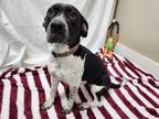 Adopt Skyler a Black - with White German Shorthaired Pointer / Beagle / Mixed
