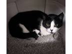 Adopt Moose & Midge a Orange or Red Tabby Domestic Shorthair (short coat) cat in