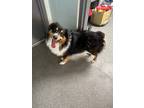 Adopt Cooper a Australian Shepherd / Mixed dog in Carrollton, KY (40855986)