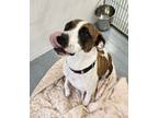 Adopt Monty a American Pit Bull Terrier / Boxer / Mixed dog in Portland