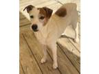 Adopt Wyatt a Jack Russell Terrier / Mixed Breed (Medium) / Mixed dog in St