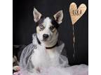 Adopt Lola a Husky / Mixed dog in Hardeeville, SC (40736046)