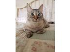 Adopt Dusty a Spotted Tabby/Leopard Spotted Siamese cat in Austin, TX (40875766)