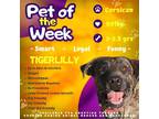 Adopt Tiger Lilly a Brindle Mixed Breed (Large) / Mixed dog in Cusseta