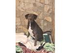 Adopt Cookie a Black - with White Labrador Retriever / Mixed dog in Cusseta