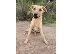 Adopt Abby a Brown/Chocolate - with White Boxer / Labrador Retriever / Mixed dog