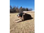 Adopt Rowdy Rue a Boxer / Mixed dog in Harrah, OK (40899058)