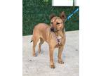 Adopt Rita a Brown/Chocolate - with Tan Feist / Basenji / Mixed dog in Edmond