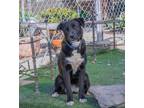 Adopt Pituca a Black - with White Labrador Retriever / Boxer / Mixed dog in