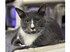 Adopt Jerry a Gray or Blue (Mostly) Domestic Shorthair (short coat) cat in