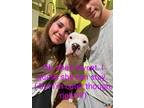 Adopt LOVELY SWEET NOVA a White Dogo Argentino / Mixed dog in Encinitas