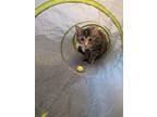 Adopt Ellery a Brown Tabby Domestic Shorthair (short coat) cat in Sioux Falls