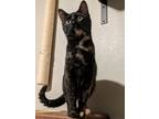 Adopt Vanya a Tortoiseshell Domestic Shorthair (short coat) cat in Sioux Falls