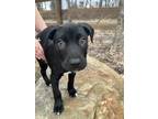 Adopt Earl a Black Pointer / Pit Bull Terrier / Mixed dog in Massillon