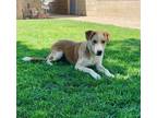 Adopt Toby a Red/Golden/Orange/Chestnut - with White Border Collie / German
