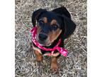 Adopt Danny a Black - with Brown, Red, Golden, Orange or Chestnut Beagle / Hound