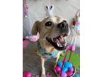 Adopt Toby a Tan/Yellow/Fawn - with White Labrador Retriever / Pug / Mixed dog