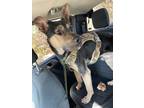 Adopt King a Black - with Tan, Yellow or Fawn German Shepherd Dog / Mixed dog in