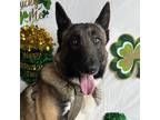 Adopt Gunner a Brown/Chocolate Belgian Malinois / German Shepherd Dog / Mixed
