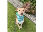 Adopt Adam a Tan/Yellow/Fawn - with White Labrador Retriever / Black Mouth Cur /