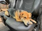 Adopt Gigi a Tricolor (Tan/Brown & Black & White) Beagle / Black Mouth Cur /