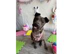 Adopt Yo-yo a Brown/Chocolate American Staffordshire Terrier / Mixed Breed
