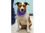 Adopt Shana - Adoptable a Affenpinscher / Mixed Breed (Medium) / Mixed dog in