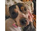 Adopt Macy a Tricolor (Tan/Brown & Black & White) Pit Bull Terrier / Mixed dog