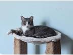 Adopt Savory a Gray, Blue or Silver Tabby American Shorthair (short coat) cat in