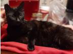 Adopt Pookie a All Black Bombay (short coat) cat in Riverside, CA (40897299)