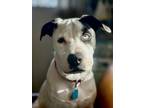 Adopt Flounder a White - with Black Collie / Husky / Mixed dog in Chicago