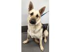Adopt 160966 a Brindle German Shepherd Dog / Mixed Breed (Medium) / Mixed (short