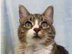 Adopt Jack a Brown Tabby Domestic Shorthair (short coat) cat in Manitou Springs