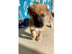 Adopt Ari a Brown/Chocolate - with Black German Shepherd Dog / Mixed dog in