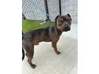 Adopt Brett a Brown/Chocolate American Pit Bull Terrier / Mixed dog in Locust