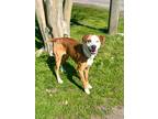 Adopt Fern a Coonhound / Catahoula Leopard Dog / Mixed dog in Mobile