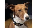 Adopt Royal a Tan/Yellow/Fawn - with White Basenji / Hound (Unknown Type) /