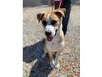 Adopt MAMBA a Tan/Yellow/Fawn - with White Boxer / Husky / Mixed dog in Ventura